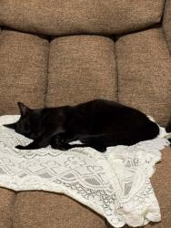 Reunited Unknown Cat last seen Canary Trail, Gwinnett County, GA 30096