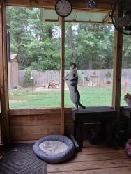 Reunited Female Cat last seen Portand Ave. & Mayfair Road, Tallahassee, FL 32303