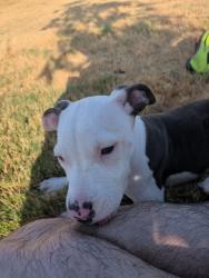 Found/Stray Female Dog last seen bachman park lake, Dallas, TX 75220
