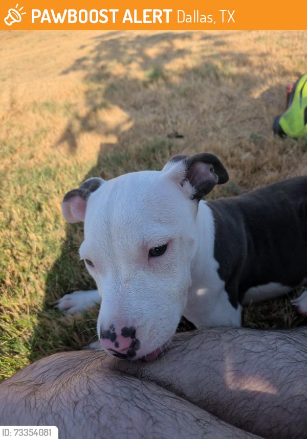 Found/Stray Female Dog last seen bachman park lake, Dallas, TX 75220