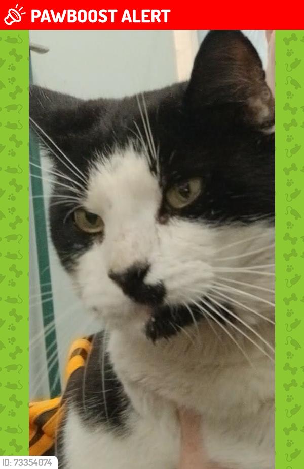 Lost Male Cat last seen South parade cleckheaton, West Yorkshire, England 