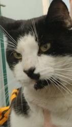 Lost Male Cat last seen South parade cleckheaton, West Yorkshire, England 