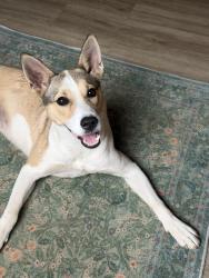 Found/Stray Female Dog last seen Lightwood knot rd, Spartanburg County, SC 29375