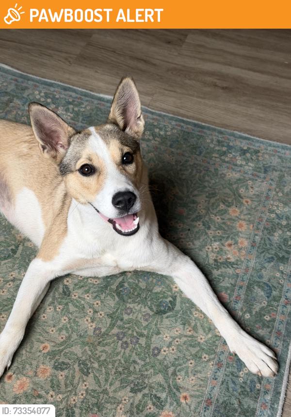 Found/Stray Female Dog last seen Lightwood knot rd, Spartanburg County, SC 29375