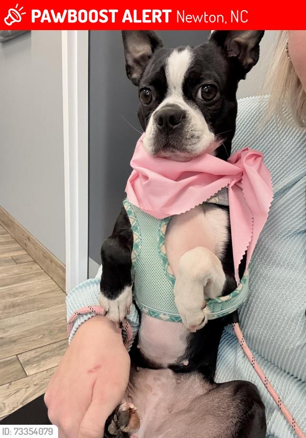 Lost Female Dog last seen Elks lodge, Newton, NC 28658