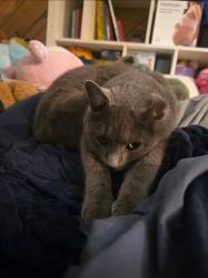 Lost Male Cat last seen 136th and Sheridan, Broomfield, CO 80020