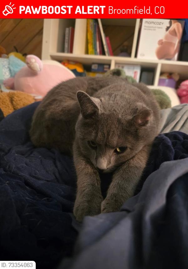 Lost Male Cat last seen 136th and Sheridan, Broomfield, CO 80020