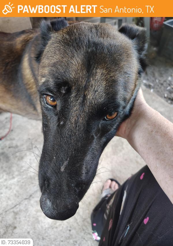Found/Stray Male Dog last seen W Thompson pl, San Antonio, TX 78226