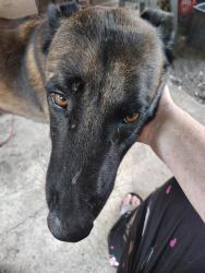 Found/Stray Male Dog last seen W Thompson pl, San Antonio, TX 78226