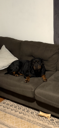Lost Female Dog last seen Brock st pelzer sc, Pelzer, SC 29669
