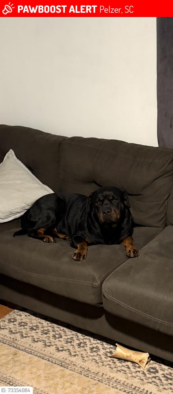 Lost Female Dog last seen Brock st pelzer sc, Pelzer, SC 29669