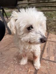 Reunited Male Dog last seen Peakview Elementary, Centennial, CO 80015