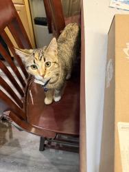 Lost Female Cat last seen Milwaukee (indoors cat), Thornton, CO 80233
