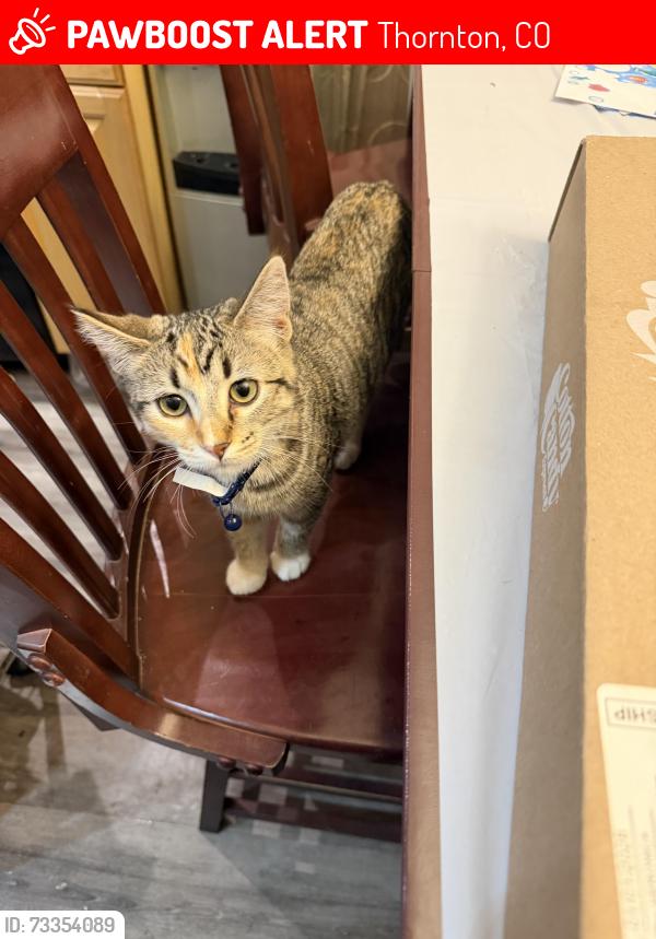 Lost Female Cat last seen Milwaukee (indoors cat), Thornton, CO 80233