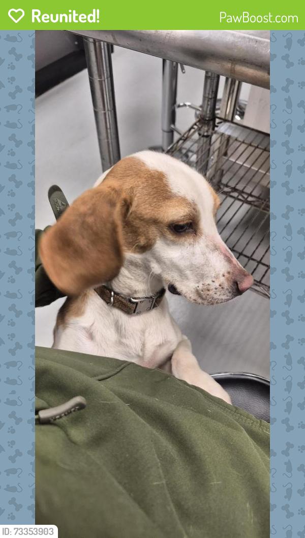 Reunited Male Dog last seen Sunset Pt rd, Clearwater, FL 33755