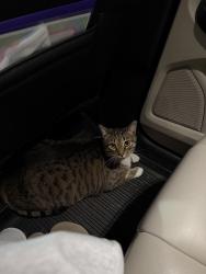 Reunited Male Cat last seen Searstone ct, Durham, NC 27713