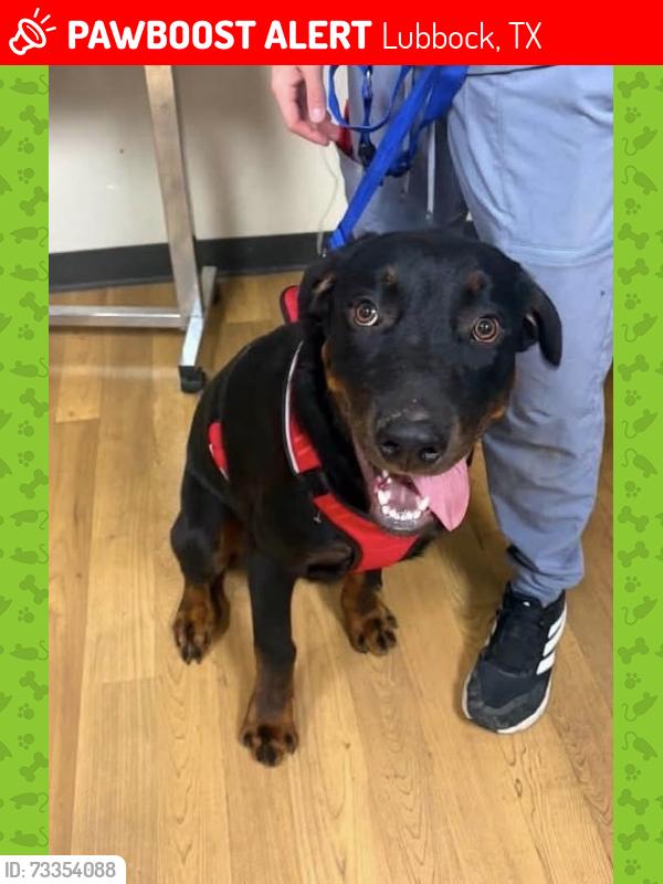 Lost Male Dog last seen Earl crow park, Lubbock, TX 79423