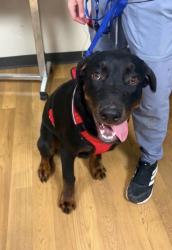 Lost Male Dog last seen Earl crow park, Lubbock, TX 79423