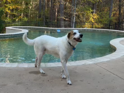 Reunited Male Dog last seen O'Kelly Chapel Rd, Chatham County, NC 27713