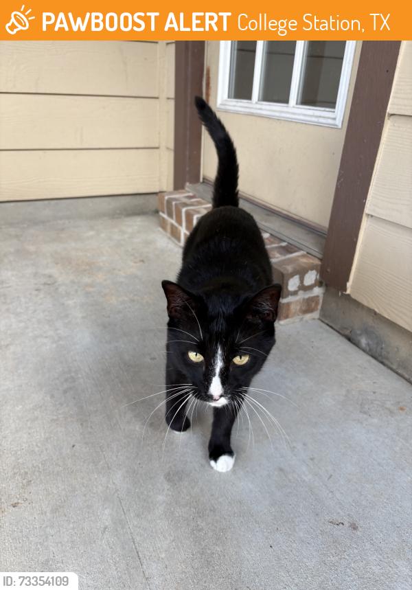 Found/Stray Female Cat last seen Creek Meadows Neighborhood, College Station, TX 77845