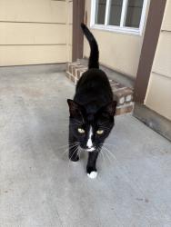 Found/Stray Female Cat last seen Creek Meadows Neighborhood, College Station, TX 77845