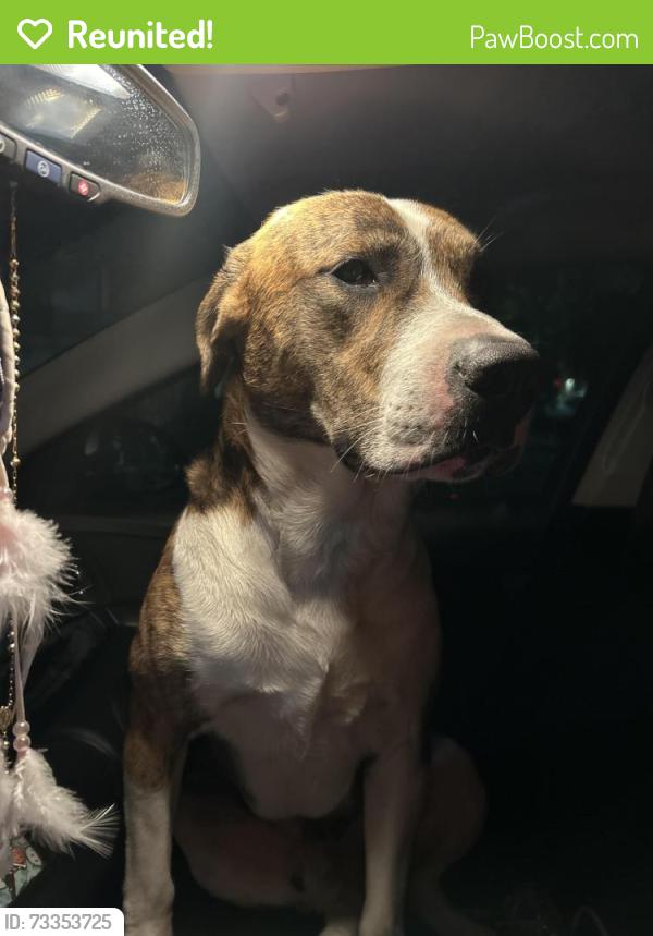 Reunited Male Dog last seen Grant St, Concord, CA 94520, USA, Concord, CA 94520