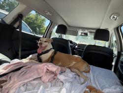 Reunited Male Dog last seen Mason springs road going towards route 6, Charles County, MD 20658