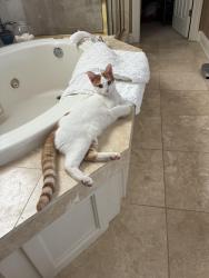 Found/Stray Unknown Cat last seen West Suggs, Memphis, TN 38120