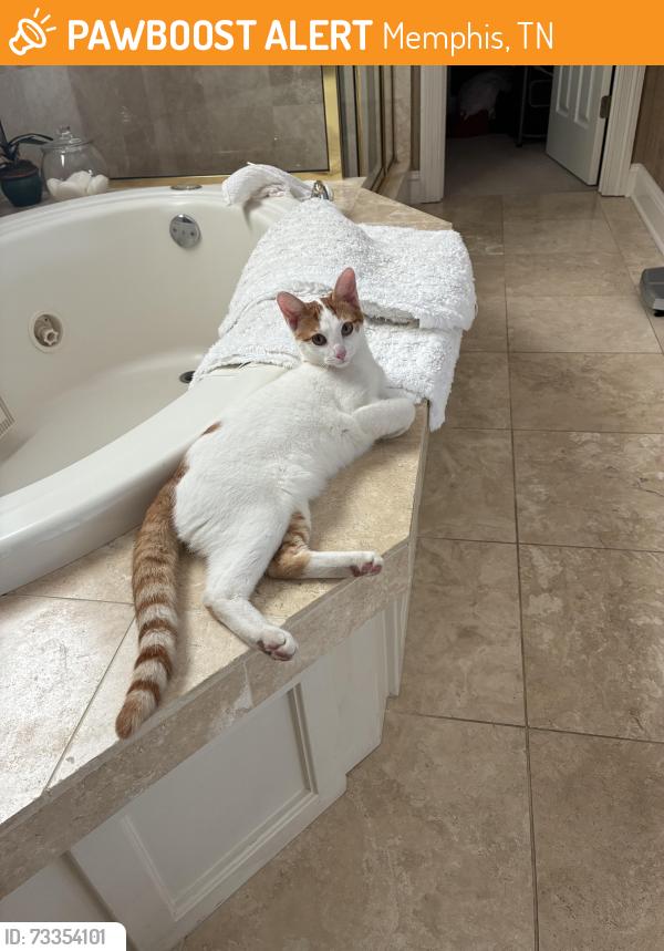 Found/Stray Unknown Cat last seen West Suggs, Memphis, TN 38120