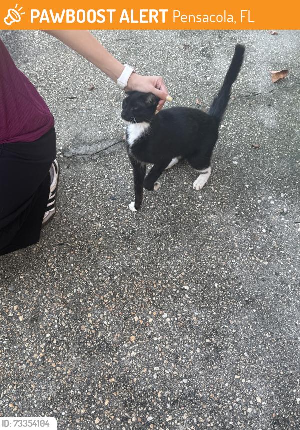 Found/Stray Female Cat last seen Cat Country Radio Station, Pensacola, FL 32504