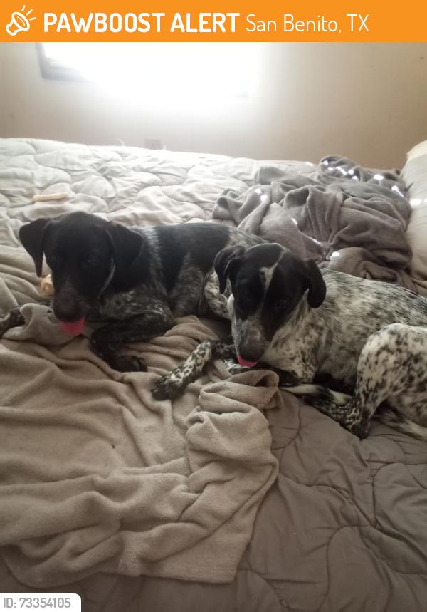 Found/Stray Male Dog last seen Oscar Williams, San Benito, TX 78586