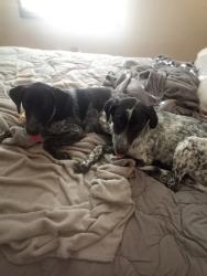 Found/Stray Male Dog last seen Oscar Williams, San Benito, TX 78586