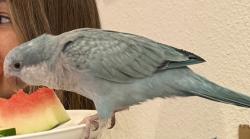 Lost Unknown Bird last seen Village Walk At Lake Nona, Orlando, FL 32827