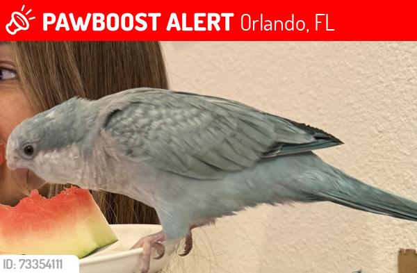 Lost Unknown Bird last seen Village Walk At Lake Nona, Orlando, FL 32827