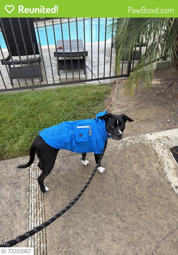 Reunited Male Dog last seen Bear Valley Park Way, Escondido, CA 92027