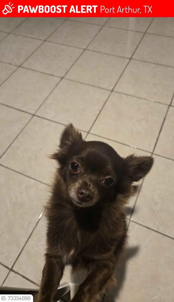 Lost Female Dog last seen 16th and Main Avenue, Port Arthur, TX 77642