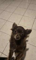 Lost Female Dog last seen 16th and Main Avenue, Port Arthur, TX 77642