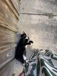 Found/Stray Female Cat last seen Plantation Rd behind university Town Center, Pensacola, FL 32504