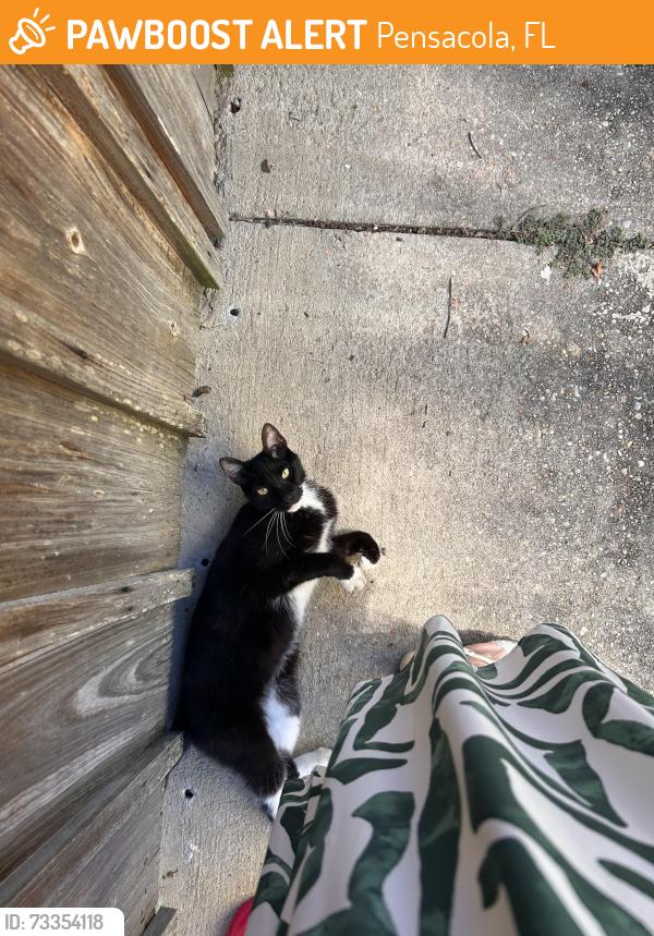 Found/Stray Female Cat last seen Plantation Rd behind university Town Center, Pensacola, FL 32504