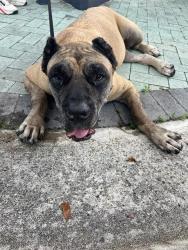 Shelter Stray Female Dog last seen Near BLOCK S DIXIE HWY, 3599 NW 79th Ave, Doral, FL 33122, USA
