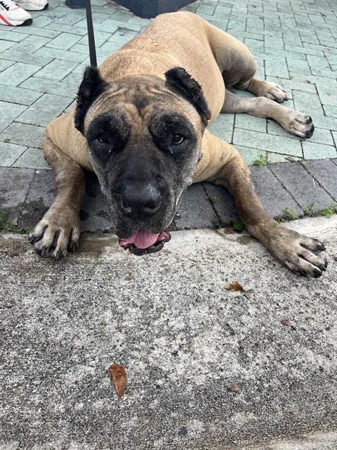 Shelter Stray Female Dog last seen Near BLOCK S DIXIE HWY, 3599 NW 79th Ave, Doral, FL 33122, USA