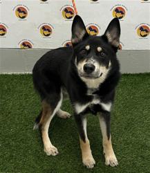 Shelter Stray Male Dog last seen CLAYMONT DR, 19640 Dogpatch Ln, Land O' Lakes, FL 34638, USA