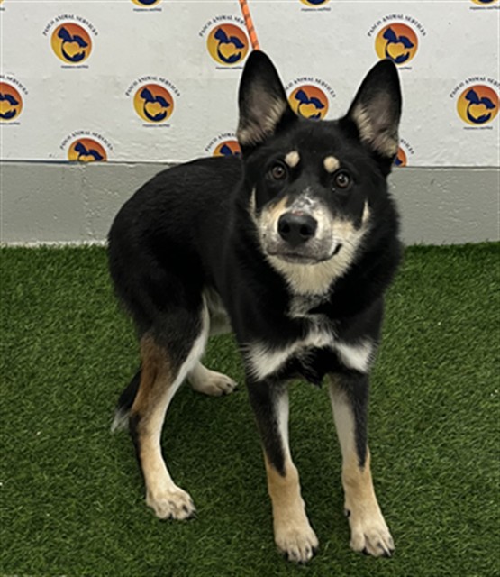 Shelter Stray Male Dog last seen CLAYMONT DR, 19640 Dogpatch Ln, Land O' Lakes, FL 34638, USA