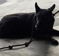 Shelter Stray Female Dog last seen , 1850 W 60th St, Los Angeles, CA 90047, USA