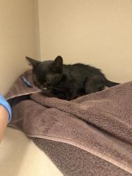 Shelter Stray Unknown Cat last seen UNKNOWN, 4556 Castleton Ct, Castle Rock, CO 80109, USA