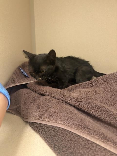 Shelter Stray Unknown Cat last seen UNKNOWN, 4556 Castleton Ct, Castle Rock, CO 80109, USA