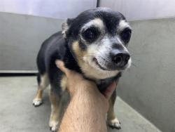 Shelter Stray Male Dog last seen DUNBARTON CIR & COMMONS DR, 2127 Front St, Sacramento, CA 95818, USA