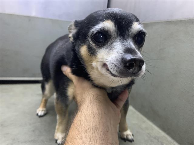 Shelter Stray Male Dog last seen DUNBARTON CIR & COMMONS DR, 2127 Front St, Sacramento, CA 95818, USA