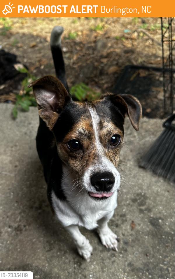 Found/Stray Male Dog last seen Forestdale Drive, Huffman Mill Road, McDonald’s., Burlington, NC 27215