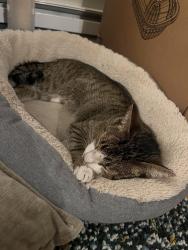 Reunited Male Cat last seen Off of Main Street, North Andover, MA 01845